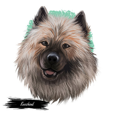 Keeshond, Dutch Barge Dog, German Spitz dog digital art illustration isolated on white background. Holland origin northern breed dog. Pet hand drawn portrait. Graphic clip art design for web print.