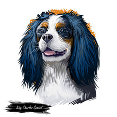 Cavalier King Charles Spaniel dog digital art illustration isolated on white background. Unite Kingdom origin toy companion dog. Pet hand drawn portrait. Graphic clip art design for web print.