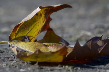 Autumn  Leaf 