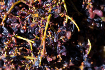 Wine-making. Technology of wine production. The folk tradition of making wine. Wine production in Moldova. The ancient tradition of grape processing.