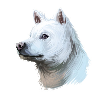 Kishu Ken, Kishu-Ken, Kishu-Inu, Kishu dog digital art illustration isolated on white background. Japan origin asian spitz dog. Pet hand drawn portrait. Graphic clip art design for web print.