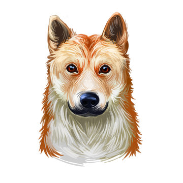 Koolie, Australian Koolie, German Coolie, German Koolie, Coulie, German Collie dog digital art illustration isolated on white background. Australia origin working herding dog. Pet hand drawn portrait.