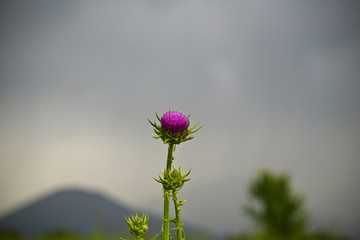 Savage purple flower under the rain