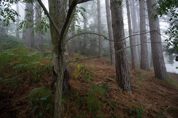 bosco d'autunno