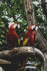 parrot on branch