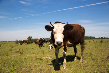 A cow on field, close-up. A cow on field in sunny day. Сow looking at the camera.