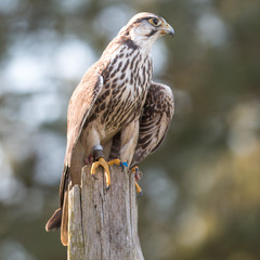 Saker (Würgfalke, Sakerfalke, Falco cherrug)