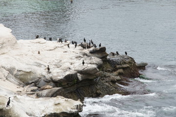 Coast of La Jolla Beach