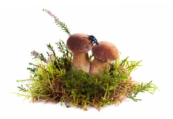 Edible wild forest Porcini Boletus mushrooms fresh autumn composition with moss and beetle isolated on white background in studio. Cep Fungus nature concept. Boletus edulis.