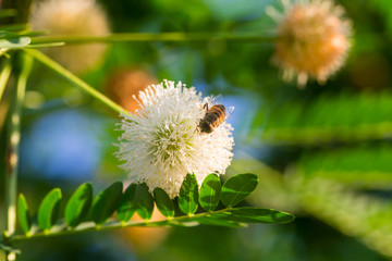 Close up of White Powder Puff Flower or Calliandra Haematocephala with a fly on it