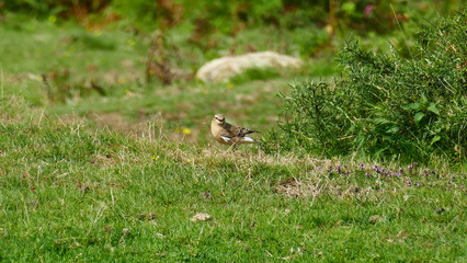 Bird in a natural park