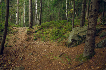 north European moody autumn mountain forest scenery landscape view without people 