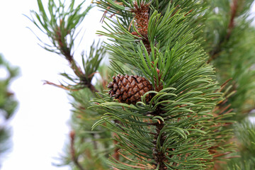 Pinus mugo creeping pine Conifer in the Alps