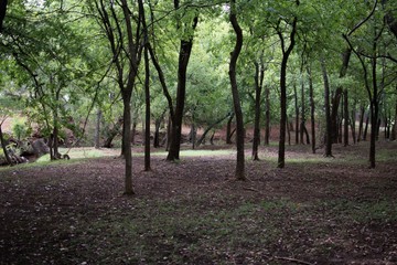 Fototapeta premium trees in park