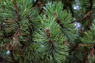 Pinus mugo creeping pine Conifer in the Alps