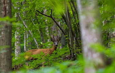 Brown roe in a forest, wild animal under the plants