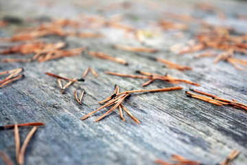 Fallen pine needles on gray desktop boards. Dry needles on old boards. Side view.