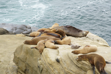 Seals, Sea Lions resting on the shores