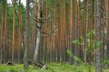 Dry dead tree with branches surrounded by pine forest