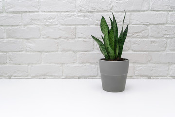 Sansevieria in a gray pot. Home plant on a light background. Flower on a white brick background.