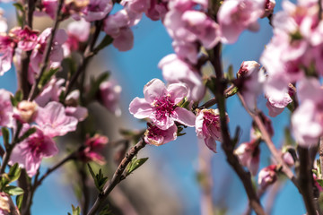 Fototapeta na wymiar flowers of tree in spring