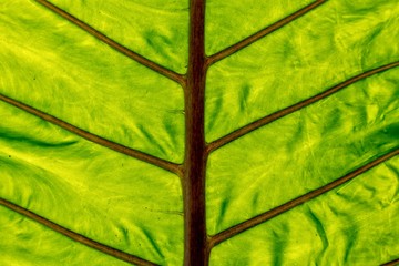 Naklejka na ściany i meble large green backlit leaf