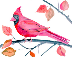 Watercolor red cardinal bird isolated on white background. Hand painted illustration.