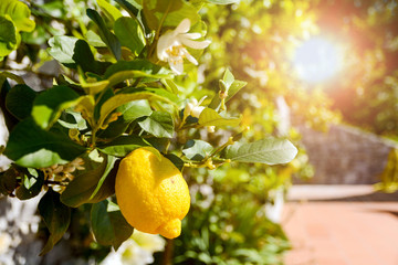 Lemon tree (Citrus limon) with ripe fruits in an italian garden near the mediterranean sea, Italy Europe