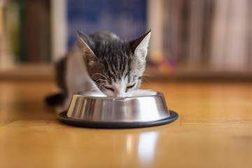 Fototapeta premium Baby cat licking milk from a bowl