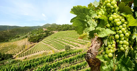 Fototapeten Weinrebe mit Weißwein im Weinberg auf einem Weingut in der Toskana in der Nähe von Florenz, Italien Europa © ah_fotobox
