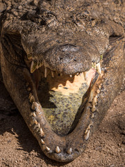 Mauritius 20017 - Coccodrillo