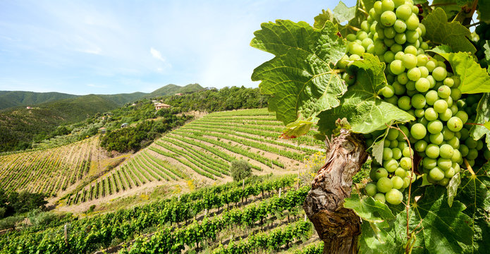 Grapevine with white wine in vineyard at a winery in Tuscany region near Florence, Italy Europe
