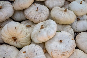White pumpkins in a pumpkin patch 