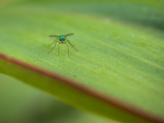 Mauritius 20017 - Zanzara