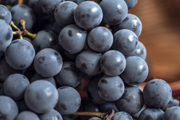 Bunch of large purple grapes Isabella, close-up