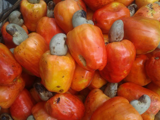 Typical tropical fruits from the northeast. Cashews.