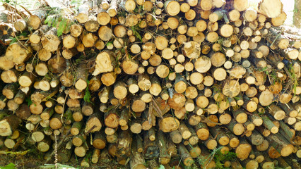 Firewood piled on the mountain
