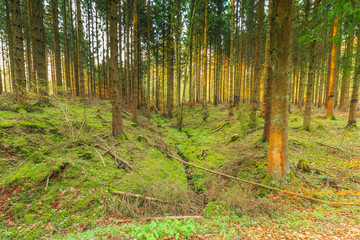 Obraz premium Awakening beech forest in spring with soft green leaves in German Vulkaneifel in Gerolstein with Brown fallen leaves and by rain water eroded gullies