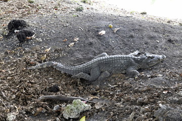 FINCA AGRARIA CUBANA