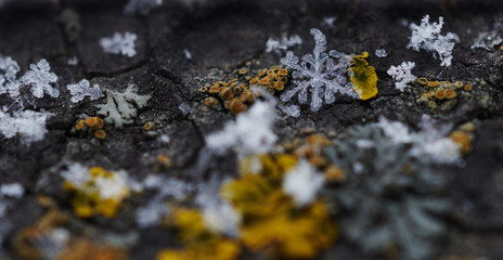 A few snowflakes on the gray textured surface of the stone surrounded by lichens.