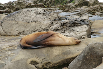 Seals, Sea Lions resting on the shores