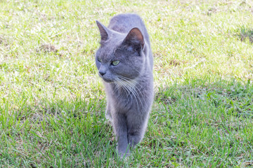Cat grey no front paws