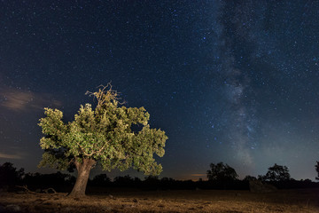 oak night photography with the milky way in the background