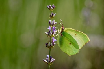 Brimstone butterfly on flower