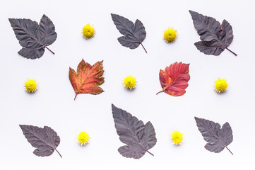 Leaves and flowers top view. Autumn composition.Red foliage and small flowers on white background. Fallen leaf and chrysanthemums flat lay. Fall season creative botanical backdrop