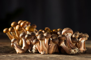 Group of little honey mushrooms on a wooden background. Fresh, ripe and edible mushrooms, harvesting. Autumn