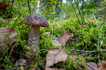 Cossack mushroom in a coniferous forest. Vegetation in the forests of Central Europe.