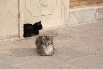 Cats in Golestan palace, Tehran, Iran