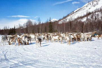 large herd of reindeers in winter, Yamal, Russia