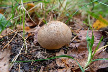 Puffball mushroom growing in the forest. Poisonous sticky mushroom in forest grass.